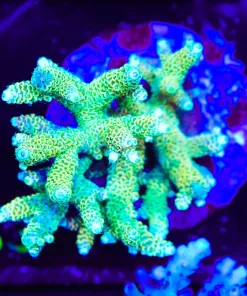 Wysiwyg XL Acropora Millepora Colony | Picksups preffered | NO arrive alive guarantee sorry ! (A33)