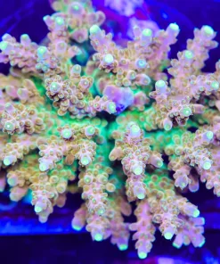 Wysiwyg XL Acropora Colony | Picksups preffered | NO arrive alive guarantee sorry ! (A34)