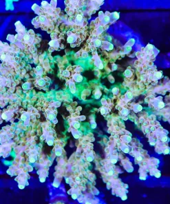 Wysiwyg XL Acropora Colony | Picksups preffered | NO arrive alive guarantee sorry ! (A35)