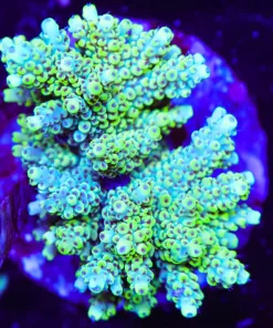 Wysiwyg Acropora Colony | Picksups preffered | NO arrive alive guarantee sorry ! (A37)