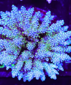 Wysiwyg Acropora Colony | Picksups preffered | NO arrive alive guarantee sorry ! (A38)
