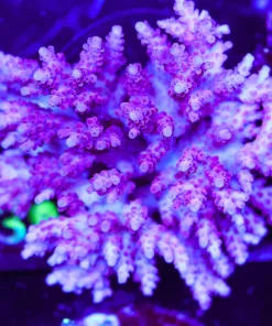 Wysiwyg Acropora Colony | Picksups preffered | NO arrive alive guarantee sorry ! (A39)