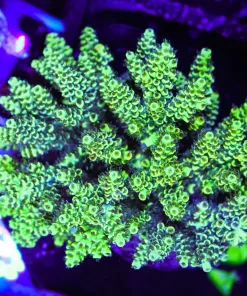 Wysiwyg XL Acropora Colony | Picksups preffered | NO arrive alive guarantee sorry ! (A40)
