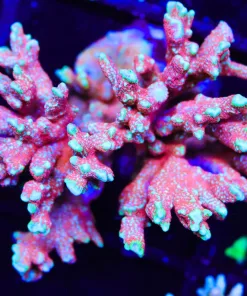 Wysiwyg XL Forest Fire Digitata Colony | Pick Up Only | No shipping - too delicate (A42)