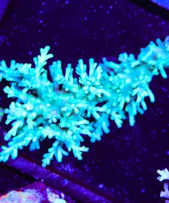 Wysiwyg Ice Fire Enchinata Mini Colony Stump | Fragged From | | Pick Up Only | No shipping - too delicate (A43)