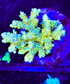 Wysiwyg Acropora Colony | Picksups preffered | NO arrive alive guarantee sorry ! (A44)