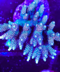 Acropora Colony | Picksups preffered | NO arrive alive guarantee sorry ! (A45)