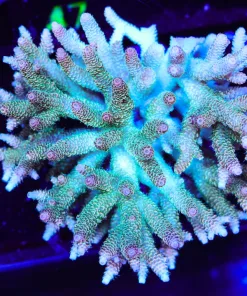 Wysiwyg XL Acropora Colony | Pick Up Only | Too Large TO Ship (A46)