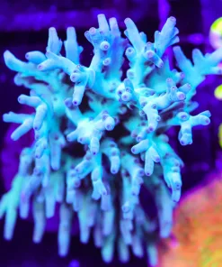 Wysiwyg Acropora Colony | Picksups preffered | NO arrive alive guarantee sorry ! (A47)