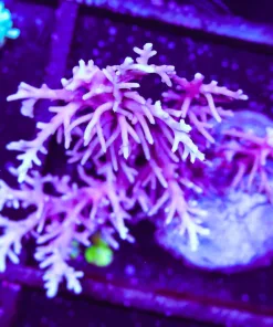 Wysiwyg Acropora Colony | Picksups preffered | NO arrive alive guarantee sorry ! (A48)