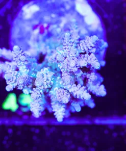 Wysiwyg Acropora Colony | Picksups preffered | NO arrive alive guarantee sorry ! (A49)