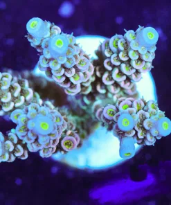 Tenuis Frag (A6:C)