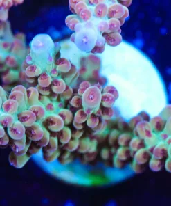 Fruity Pebbles Frag (A7:B)
