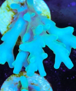 Blue Smoothskin Acropora Frag (A7:C)