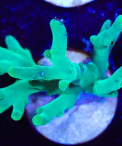 Green Smoothskin Deepwater Acropora Frag (A8)