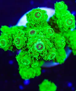 Acropora FLorida Frag (A9:B)
