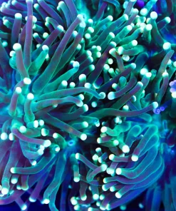 Limelight Hydra Torch Coral (C1)