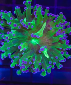 Wysiwyg Classic Frogspawn (C10)