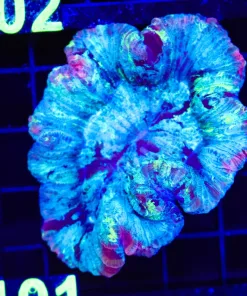 Wysiwyg Open Brain Coral (C101)