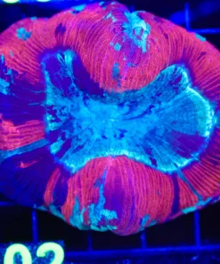 Wysiwyg Open Brain Coral (C102)