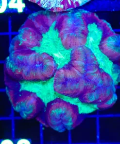 Wysiwyg Open Brain Coral (C103)