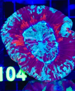 Wysiwyg Open Brain Coral (C104)