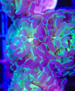 Wysiwyg 2x Headed Hammer Coral Frag (C105)