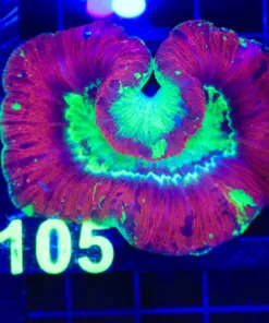Wysiwyg Open Brain Coral (C105)