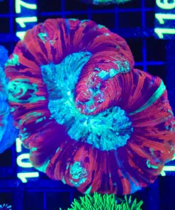 Wysiwyg Open Brain Coral (C106)