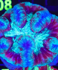 Wysiwyg Open Brain Coral (C107)