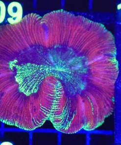 Wysiwyg Open Brain Coral (C108)