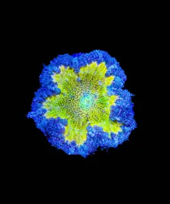 Wysiwyg Rock Flowre Anemone (C109)
