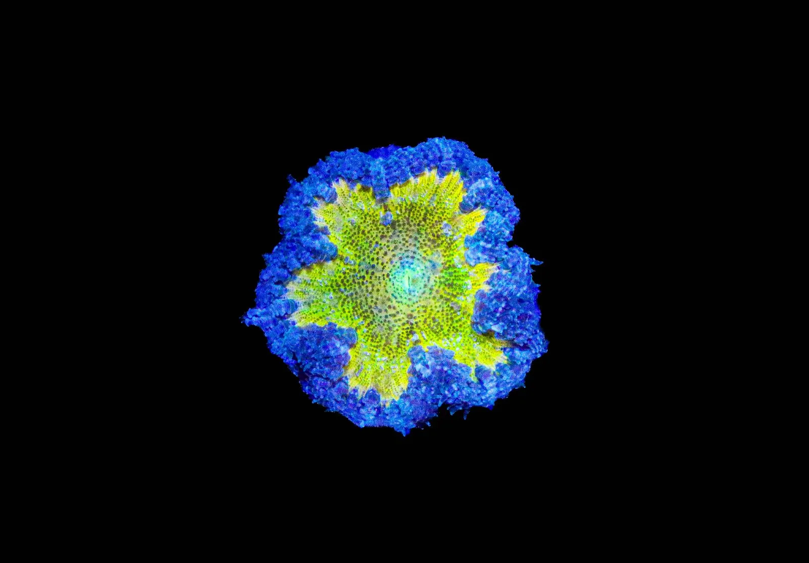 Wysiwyg Rock Flowre Anemone (C109)