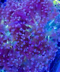 Frogspawn Frag (C11)