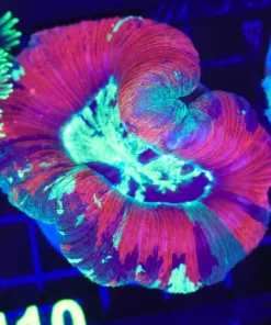 Wysiwyg Open Brain Coral (C110)