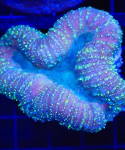 Wysiwyg Lobo Coral (C111)