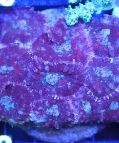Wysiwyg Rock Covered Mushrooms (C112)