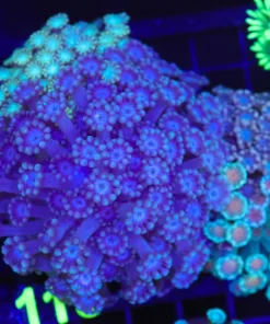 Wysiwyg Combo Alveopora Colony (C115)