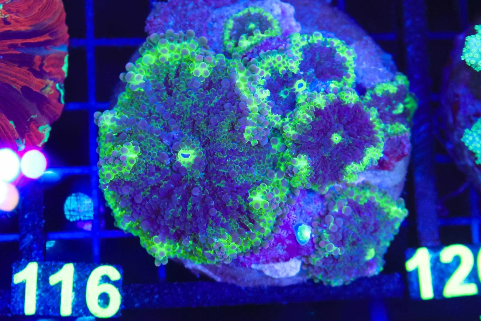 C116