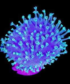 Wysiwyg Blue Tentacle Leather Coral (C117)