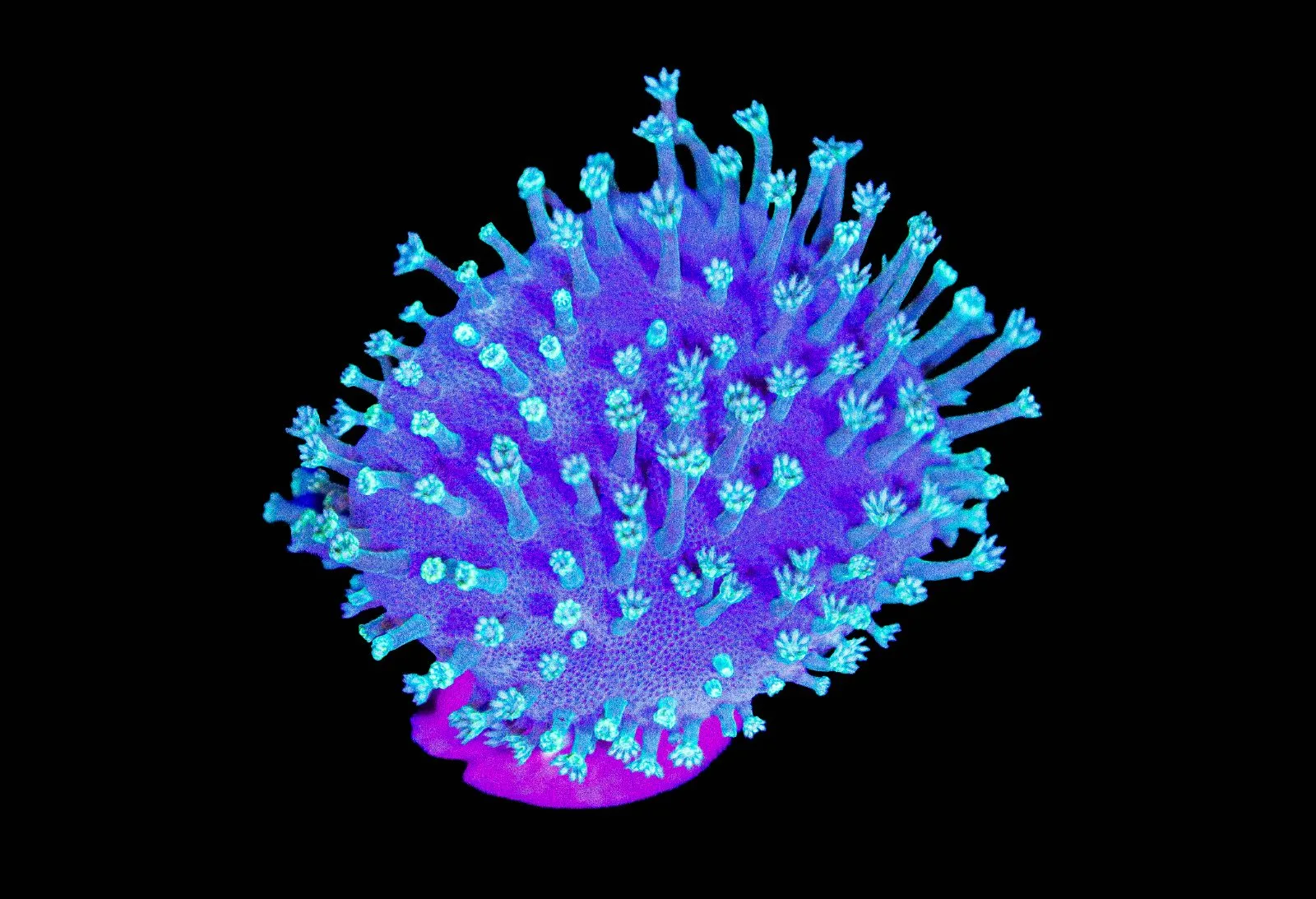 Wysiwyg Blue Tentacle Leather Coral (C117)