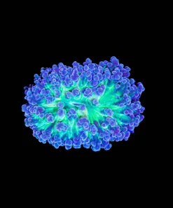 Wysiwyg FrogSpawn (C119) *Free Shipping ! Minimum $249 livestock spend*