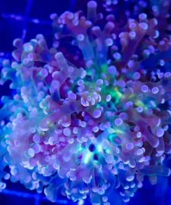 Wysiwyg Large Frogspawn Frag (C12)
