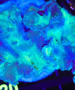 Wysiwyg XL Cabbage Coral Colony | Pick Up Only (C120)