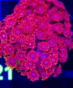 Wysiwyg Crazy Flowerpot Coral Colony (C121)