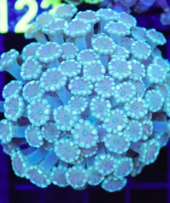 Wysiwyg Alveopora Coral (C122)