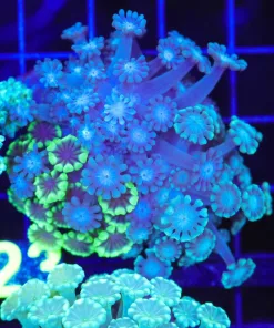 Wysiwyg Alveopora 3x Combo Coral (C123)