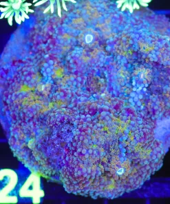 Wysiwyg Rock Covered With Yumas (C124) *Free Shipping ! No Minimum Livestock Spend*