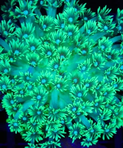 Wysiwyg Electric Green Flowerpot Coral Colony (C125)