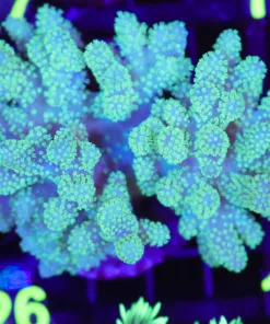 Wysiwyg UNique Leather Coral Colony (C126)